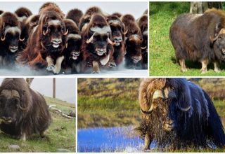 Where and in what natural zones do musk oxen live, what they look like and what they eat