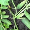 Description of the variety of cucumbers Sister Alyonushka, features of cultivation and care