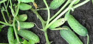 Description of the variety of cucumbers Sister Alyonushka, features of cultivation and care