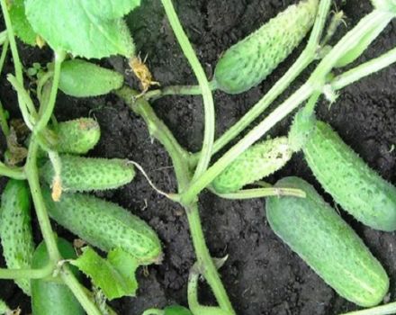 Description of the variety of cucumbers Sister Alyonushka, features of cultivation and care