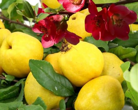 Description des variétés de coings japonais, plantation, culture et entretien en plein champ