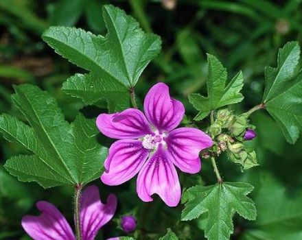 Las propiedades curativas y contraindicaciones de la malva, los beneficios y daños de la planta.