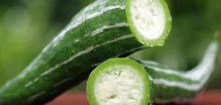 Características del cultivo de pepino armenio, su descripción, plantación y cuidado.