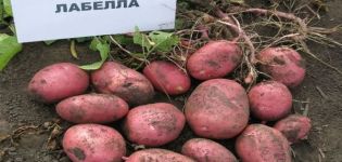 Description of the Labella potato variety, features of cultivation and care