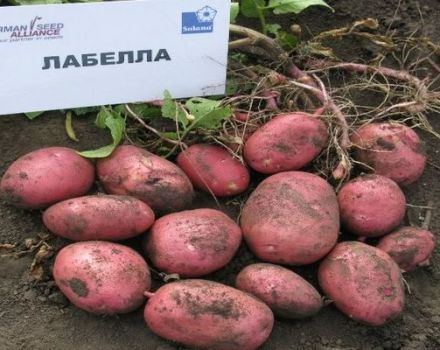 Description de la variété de pomme de terre Labella, caractéristiques de culture et d'entretien