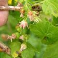 For what reasons currant does not bloom and bear fruit and what to do about it