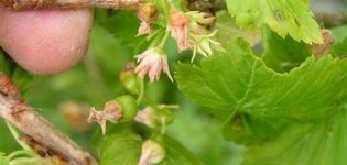 For what reasons currant does not bloom and bear fruit and what to do about it