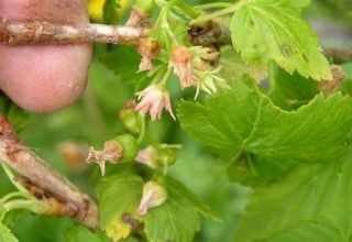 For what reasons currant does not bloom and bear fruit and what to do about it