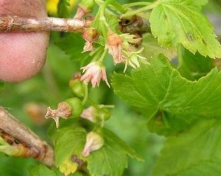 Atas sebab apa currant tidak berbunga dan berbuah dan apa yang harus dilakukan mengenainya