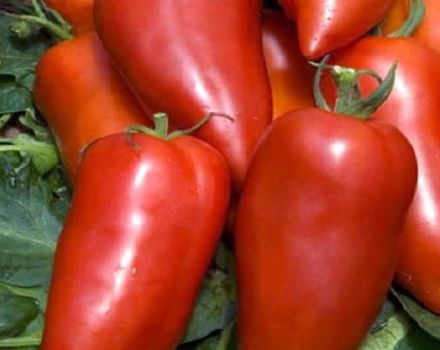 Description of the Bonanza banana tomato variety and its characteristics