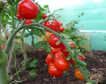 Description de la variété de tomate Rowan perles, ses caractéristiques et son rendement