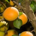 Description of the apricot variety Sibiryak Baikalova, characteristics of fruiting and cultivation features