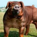 Description of the best breeds of red pigs and conditions of detention, pros and cons