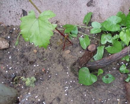 Qué hacer si las uvas trasplantadas a un lugar permanente no crecen bien y lo que les falta