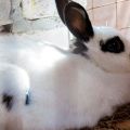 How long does pregnancy last in rabbits and how to determine fertility, care