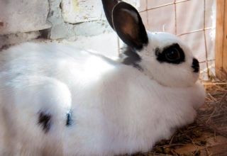 How long does pregnancy last in rabbits and how to determine fertility, care