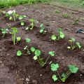 Cómo cultivar y cuidar la calabaza al aire libre