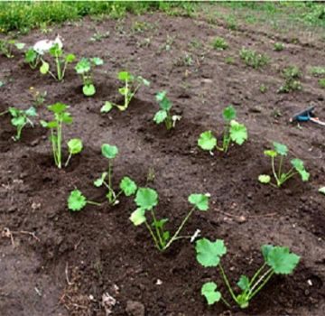 Cómo cultivar y cuidar la calabaza al aire libre