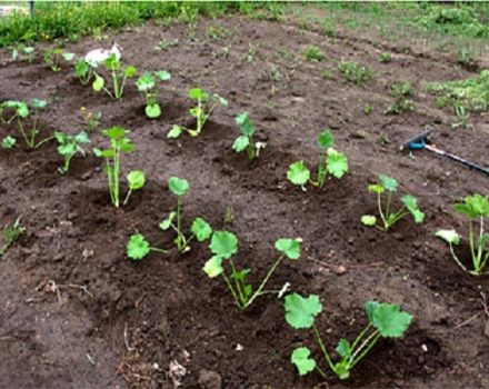 Cómo cultivar y cuidar la calabaza al aire libre