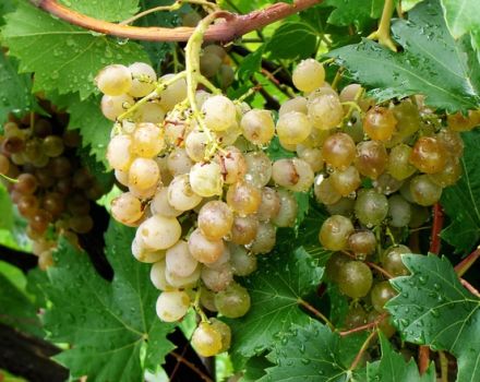 Pour mieux traiter les raisins après des pluies prolongées en juillet pendant la période de maturation