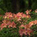 Rhododendrons planten en verzorgen in Siberië, waarbij de beste variëteiten worden gekozen