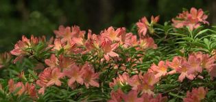 Plantar y cuidar rododendros en Siberia, eligiendo las mejores variedades.