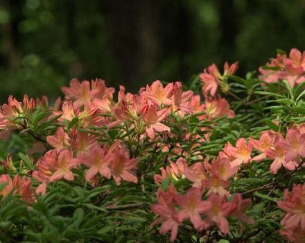 Sodinti ir rūpintis rododendrais Sibire, renkantis geriausias veisles