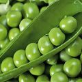 Description and treatment of pea diseases, pest control measures