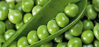 Description and treatment of pea diseases, pest control measures