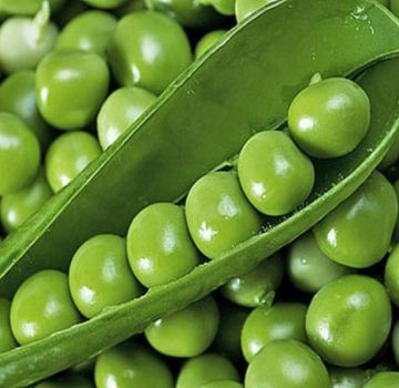 Description et traitement des maladies du pois, mesures de lutte antiparasitaire