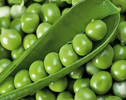 Description et traitement des maladies du pois, mesures de lutte antiparasitaire