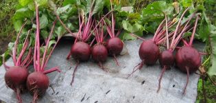 Paglalarawan ng pinakamahusay na mga varieties ng beets, kung paano mangolekta ng mga buto