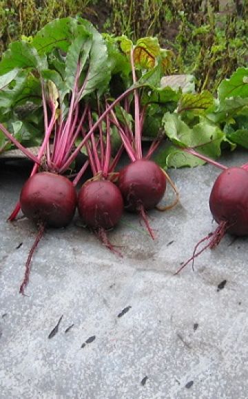 Description of the best varieties of beets, how to collect seeds