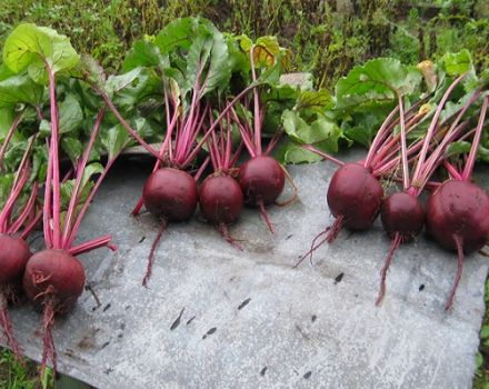 Description of the best varieties of beets, how to collect seeds