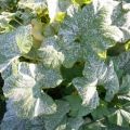 Traitement des maladies des concombres dans la serre après la plantation, moyens de traitement