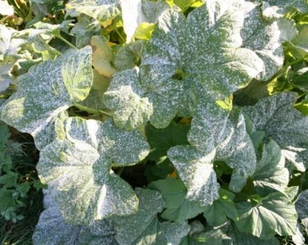 Treatment of diseases of cucumbers in the greenhouse after planting, means for processing