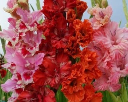 Reasons why gladioli can change color and the effect of diseases on color