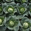 Description and characteristics of varieties of Dutch cabbage