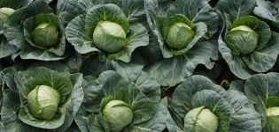 Description and characteristics of varieties of Dutch cabbage