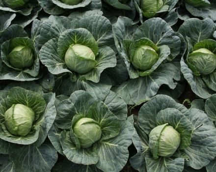 Description and characteristics of varieties of Dutch cabbage