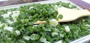 TOP 13 des recettes pour récolter des oignons verts pour l'hiver