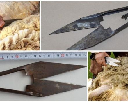 Varieties of shears for shearing sheep and how to choose a device, how much they cost