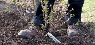 Quand pouvez-vous transplanter des groseilles à maquereau dans un nouvel endroit, au printemps ou à l'automne, et avec quelle précision