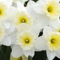 Description and characteristics of a daffodil variety Ice Fallis, planting and care features