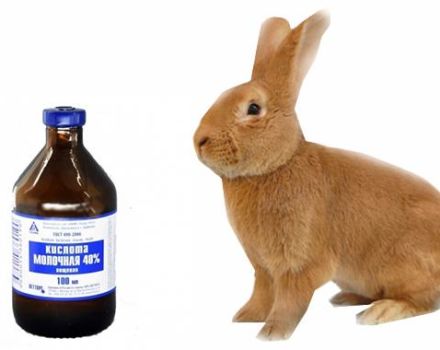 Instructions for the use of lactic acid for rabbits and contraindications