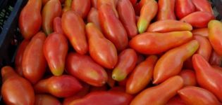 Características y descripción de la variedad de tomate Plátano naranja