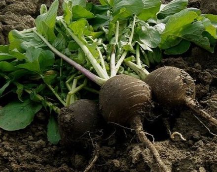 Lorsque vous devez retirer les radis du jardin pour les stocker pour l'hiver