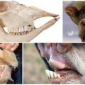 Layout and dental formula of a cow, anatomy of the structure of the jaw of cattle