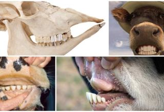 Layout and dental formula of a cow, anatomy of the structure of the jaw of cattle