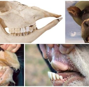 Disposition et formule dentaire d'une vache, anatomie de la structure de la mâchoire du bétail